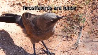 Apostlebirds: weird birds of Australia
