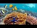 Beautiful Bali Snorkeling at Amed