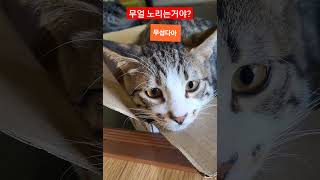 #로또 #tv동물농장 #cat