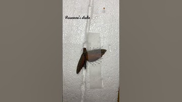 Pinning dead Giant fire-winged Grasshopper #entomology #naturalwonders #ethical #insects