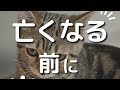 亡くなる前に出来ること #cat #スコテッシュホールド #猫のいる暮らし #スコテッシュ #ねこ #shorts