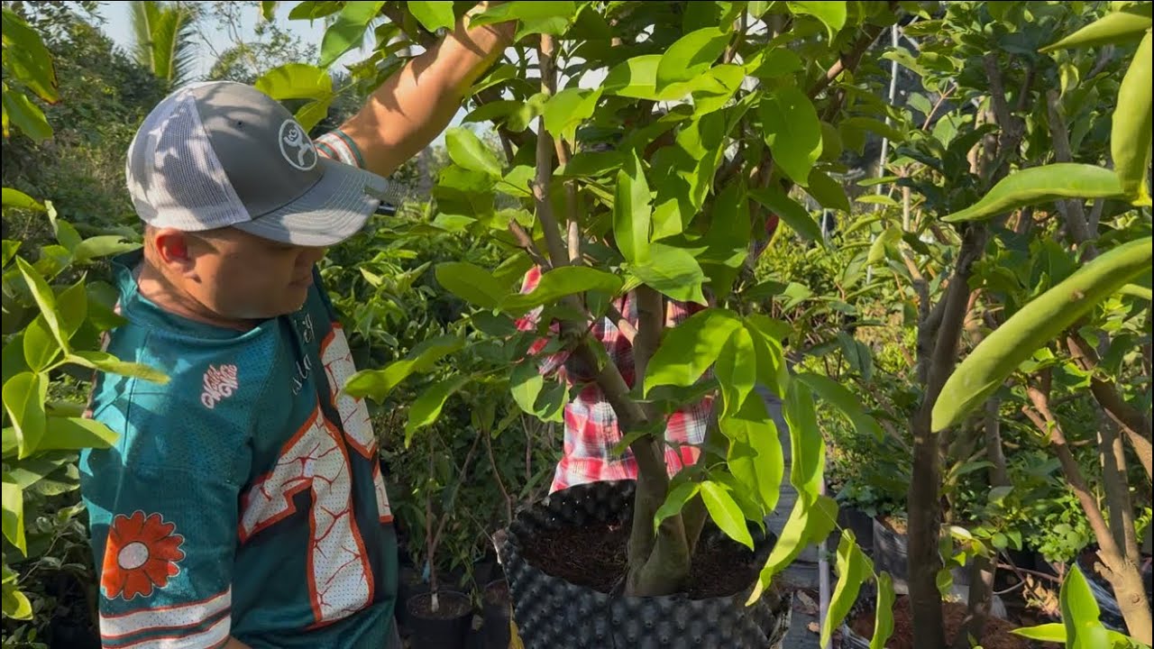 Nhiều giống cây ăn trái mới lạ tại vườn ươm Tâm Phúc