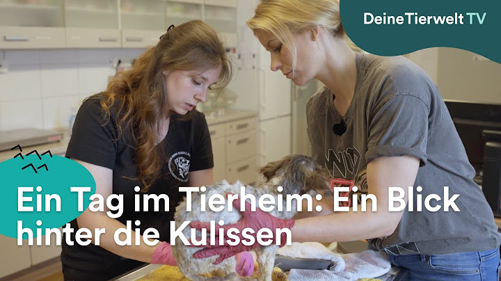 Ein Tag im Tierheim: Hinter den Kulissen mit Annica Hansen