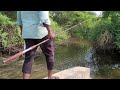 Fish hunting  village fishing tilapia fishes to catching