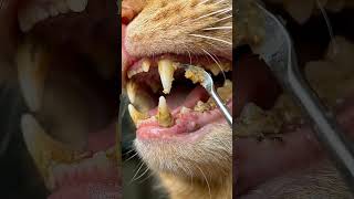 ASMR Yellow Cat Teeth Deep Cleaning – Heavy plaque and tartar buildup