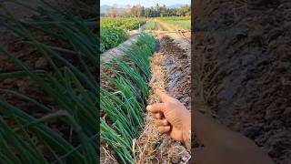 How to Grow Green Onions Fast 🌱 Simple Farming Method for Bigger Harvests #farminglife #farming