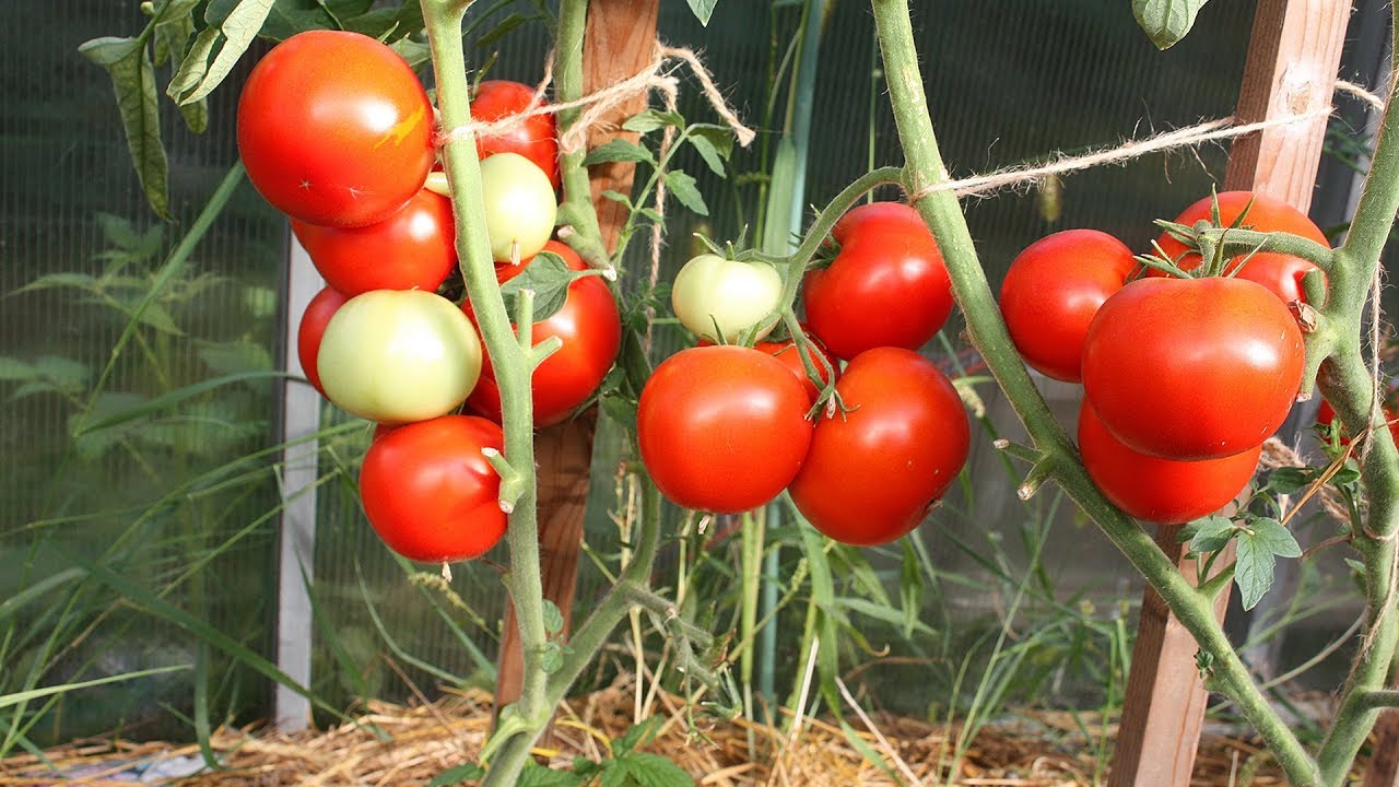 Садовый мир томаты. Томат деревенский. Поливная яма для томатов.
