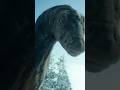 THE CURIOUS HISTORY OF THE APATOSAURUS FROM JURASSIC WORLD REBIRTH Jurassicworldrebirth Jurass THE CURIOUS HISTORY OF THE APATOSAURUS FROM JURASSIC WORLD REBIRTH Jurassicworldrebirth Jurass