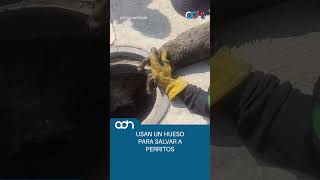 Bomberos de Ecatepec rescatan a dos cachorros atrapados en una coladera