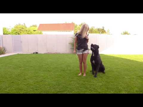 Cane Corso Bass Jack 1,5 year
