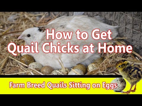 Farming Quails Soaking Eggs at Home | Quail Breeding & Chicks at home | Small Breeding Setup at home