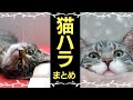 【ハラスメント】全国各地でネコハラが問題になっているらしい30選
