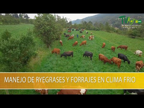 Video: Contenedor Cuidado de las hierbas en climas fríos