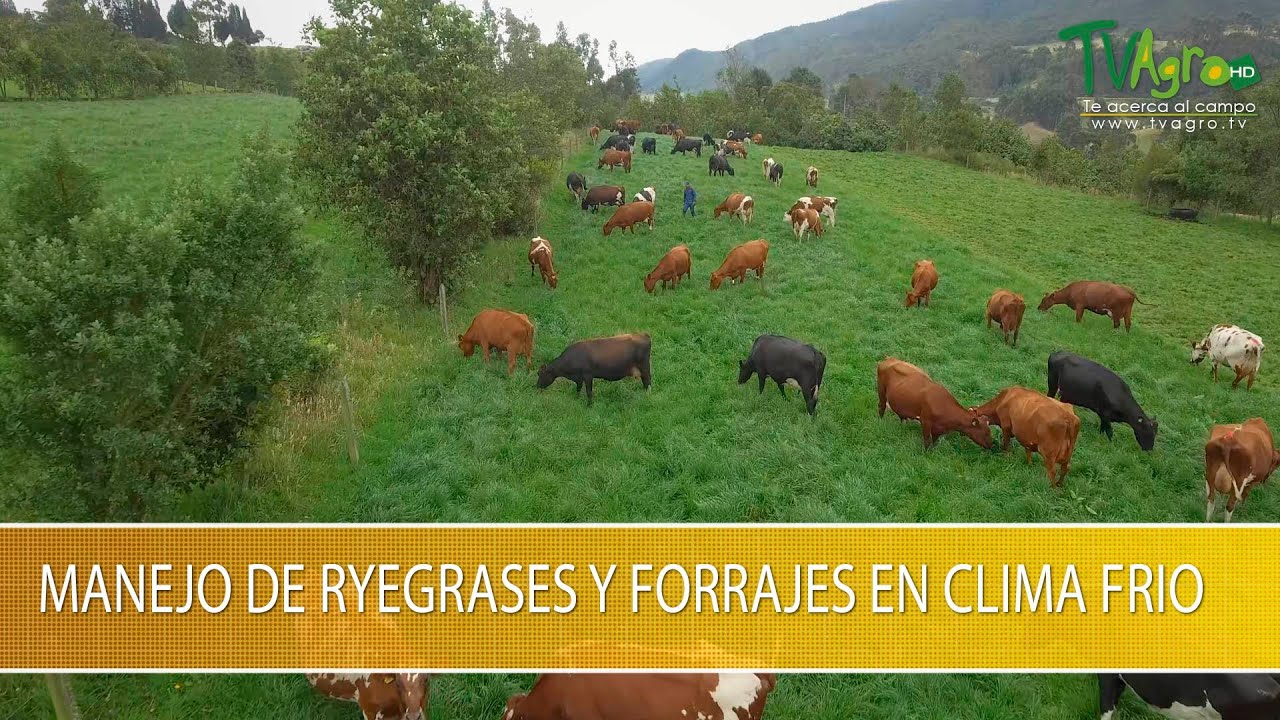 Manejo de Ryegrases y Forrajes en Clima Frio- TvAgro por Juan Gonzalo Angel Restrepo