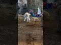 LiVi the bummer lamb and her adoptive mother, the great Pyrenees #animals #dog #goat #cute
