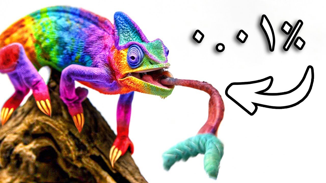 حصلت على أندر سحلية أليفة