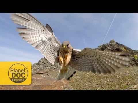 Video: ¿Qué cernícalo cazar?