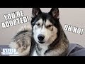 Telling My Dog He's Adopted. He's Shocked! Plus DNA Test Results!