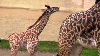 Baby Giraffe Zuri At 1Month - Cincinnati Zoo