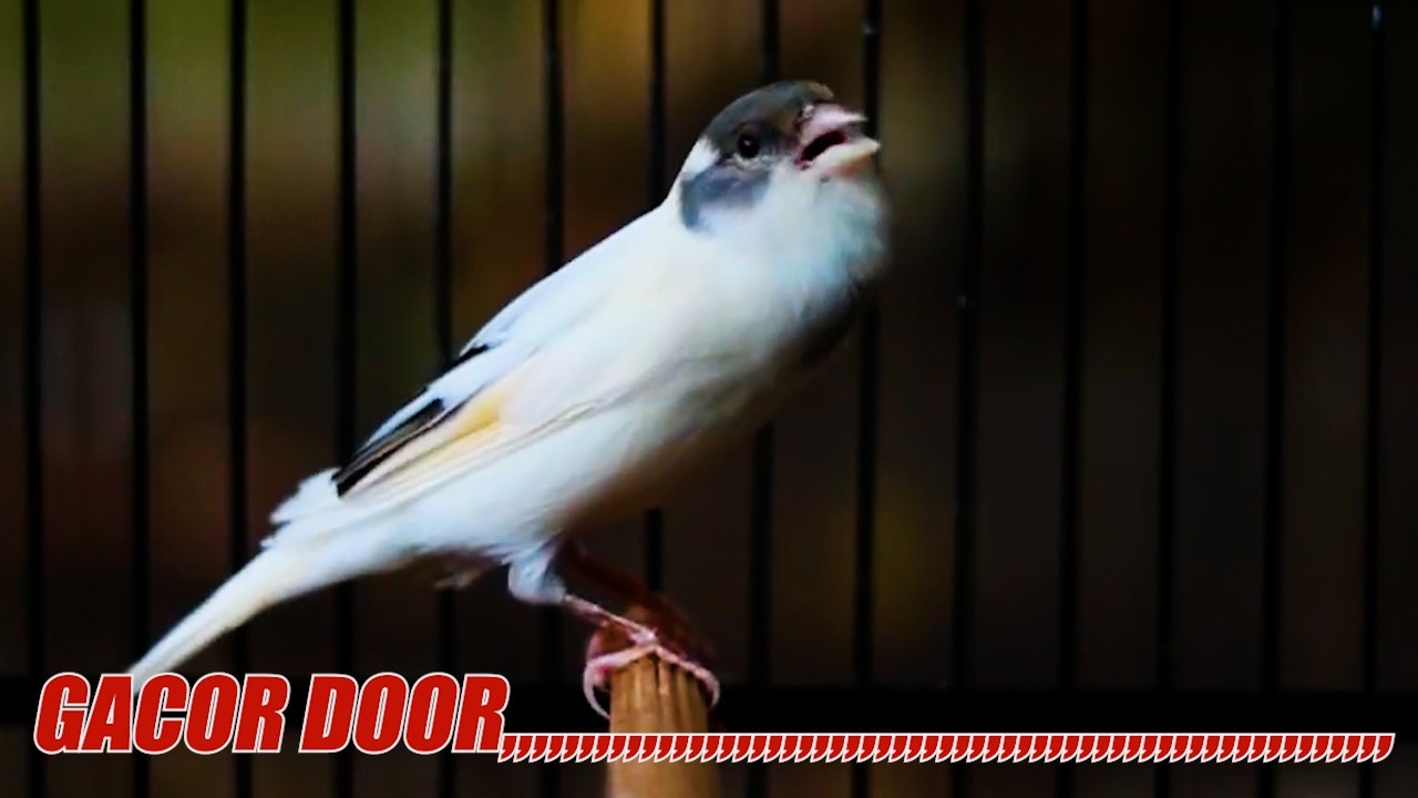 KENARI GACOR DOR, NAIKAN EMOSI KENARI AGAR CEPAT GACOR DAN NGEROL