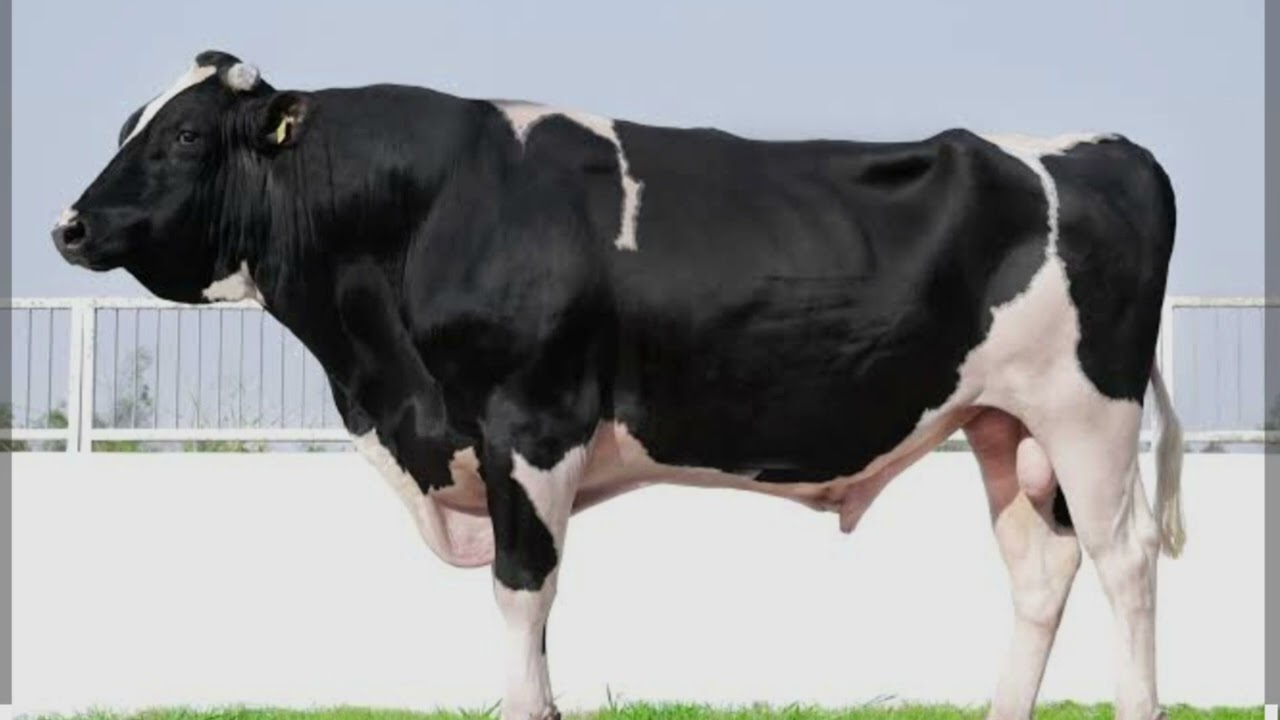 Hf top paradise bull number 21275 🐂🐂