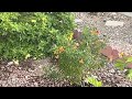 Humming Bird Front Yard Las Vegas Nevada November 16, 2024 B Roll