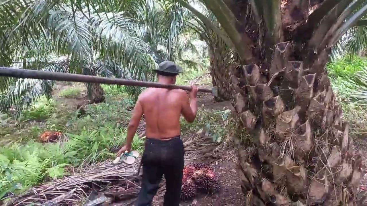 Panen sawit lahan 2,5 Ha (part I)