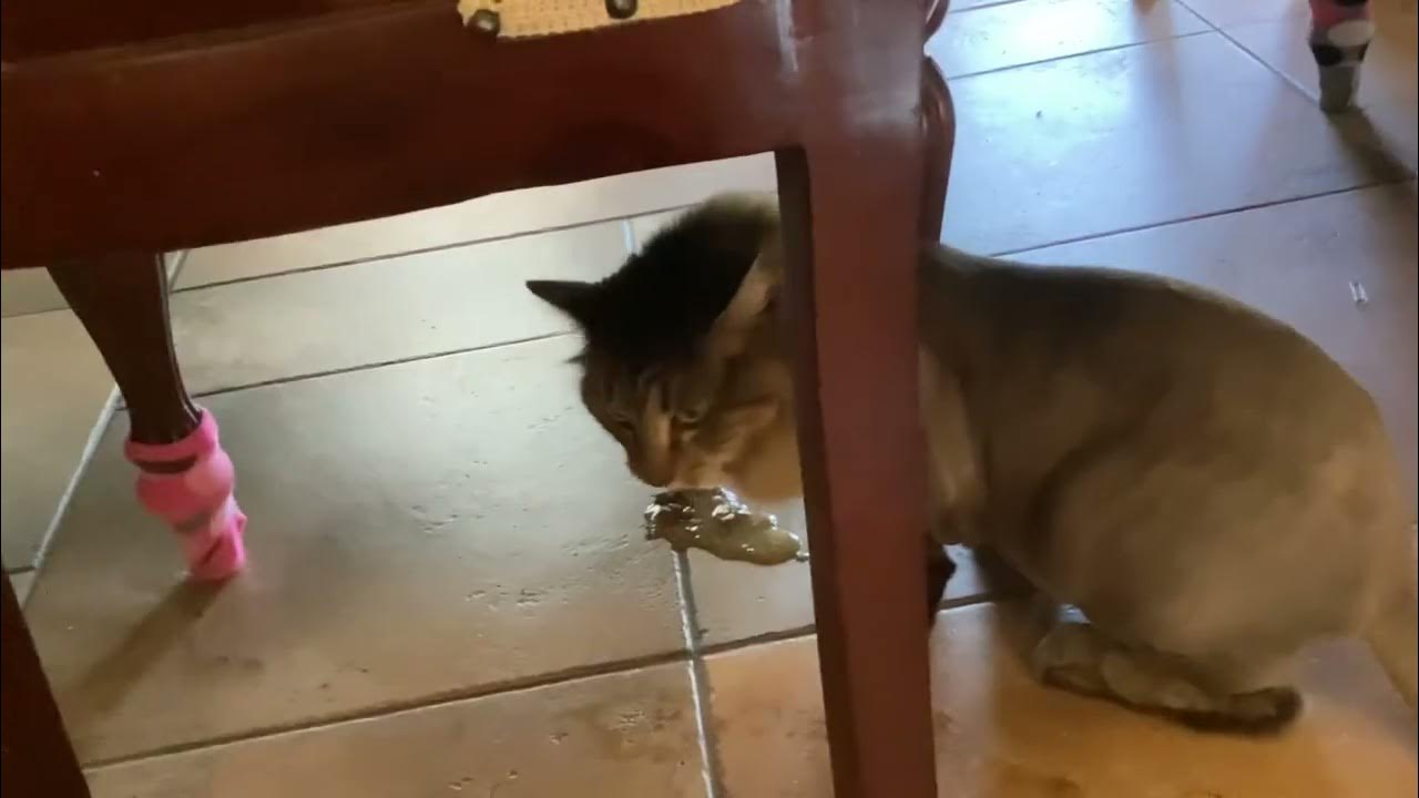 Cat throws up after eating grass YouTube