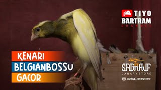 KENARI BELGIAN BOSSU GACOR | belgian fancy canary | canarios