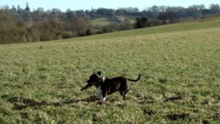 Staffy - Fetch It N Bury It - Demand The Bradbury Pound End Banking Debt Slavery