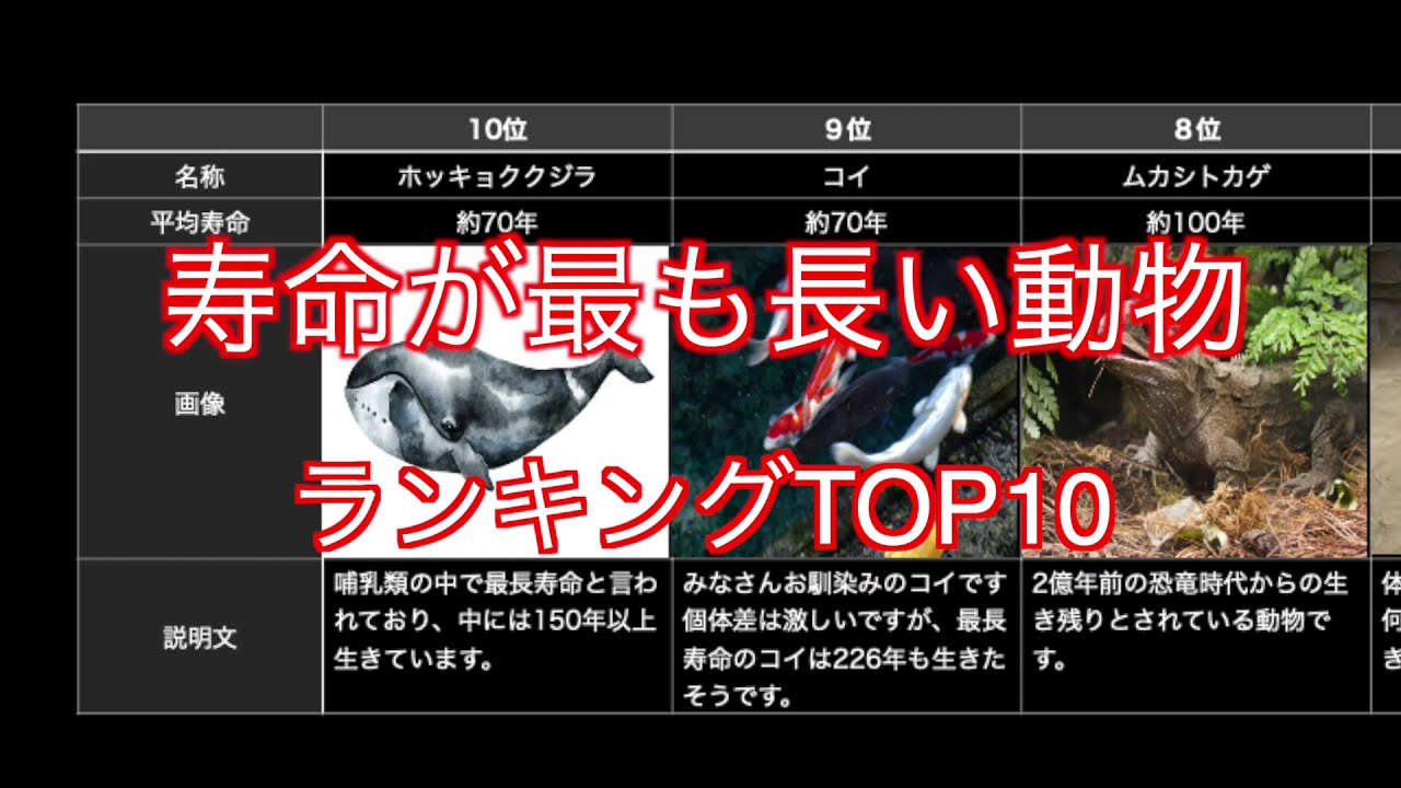 寿命が長い動物ランキングtop10 Youtube 寿命が長い動物ランキングtop10 Youtube