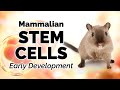 Early Mammalian Development