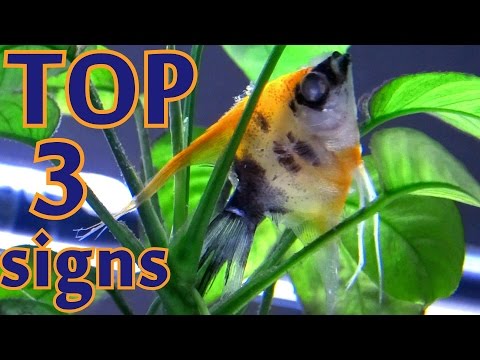 What To Do When Your Pet Fish Is Dying? (Tips To Save It) | Aquanswers