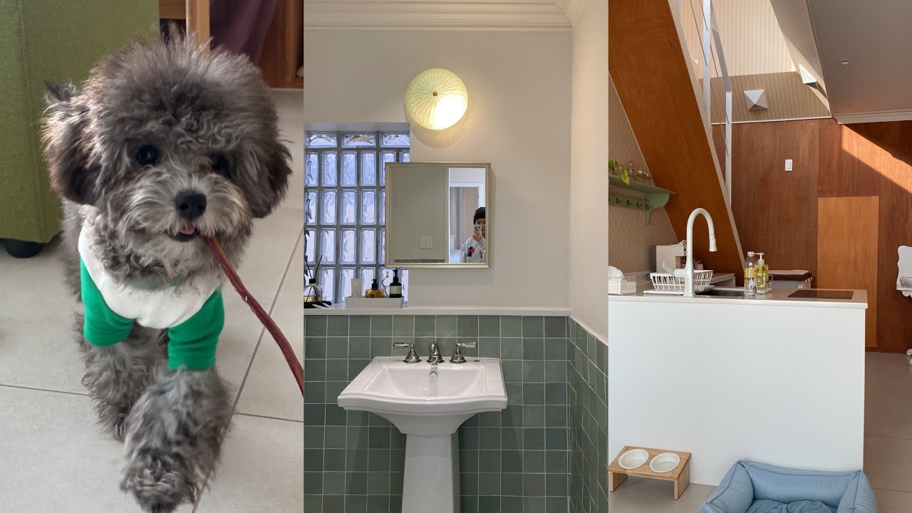 Vlog 강아지와 함께 여행하는 일상 / 여수여행, 여수애견동반여행