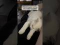 Is he dreaming? #catshorts #cat #petshorts #viral #viralshort #deafcat #catlife #catlovers #fyp