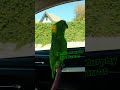 Charlie Murphy the Parrot race car mode activate! #parrot #parrottalking #talkingparrot