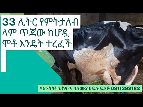 ቪዲዮ: ላም ፈንጣጣ እንዴት ፈወሰ?