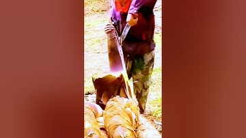 The process of shelling bamboo shoots - a good tool can do more with less