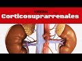 Hormonas corticosuprarrenales: Generalidades (1 de 4)