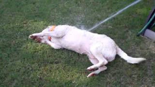 My Dog Having Fun W The Hose
