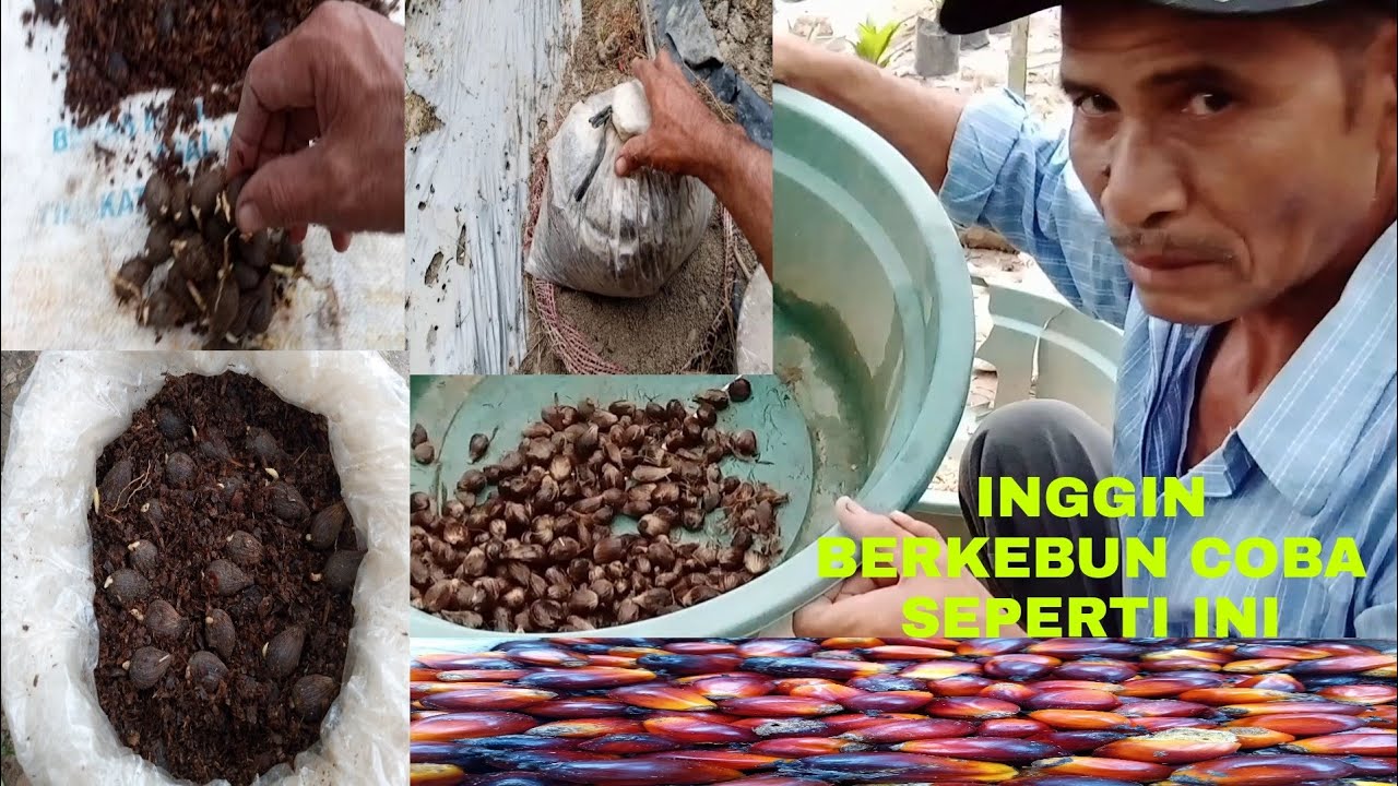 TERNYATA SERBUK KAYU LEBIH AMPUH UNTUK MENYEMAI BIBIT SAWIT LOKAL  SUPER CEPAT