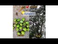 old generation | new generation | വിത്യാസം | mango tree | cAgv