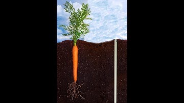 Marc Intervera Soil Moisture drill and drop probe installation from Sentek