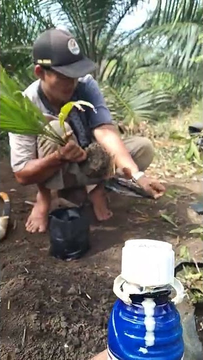 Obat penyakit bercak/karat daun pada bibit sawit dan cara aplikasinya!#Shorts
