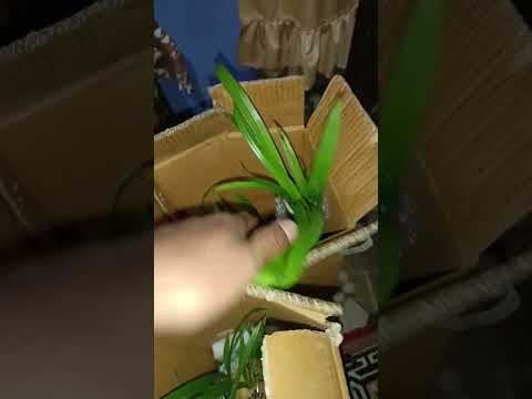 QOH And Rocky Packing Cymbidium