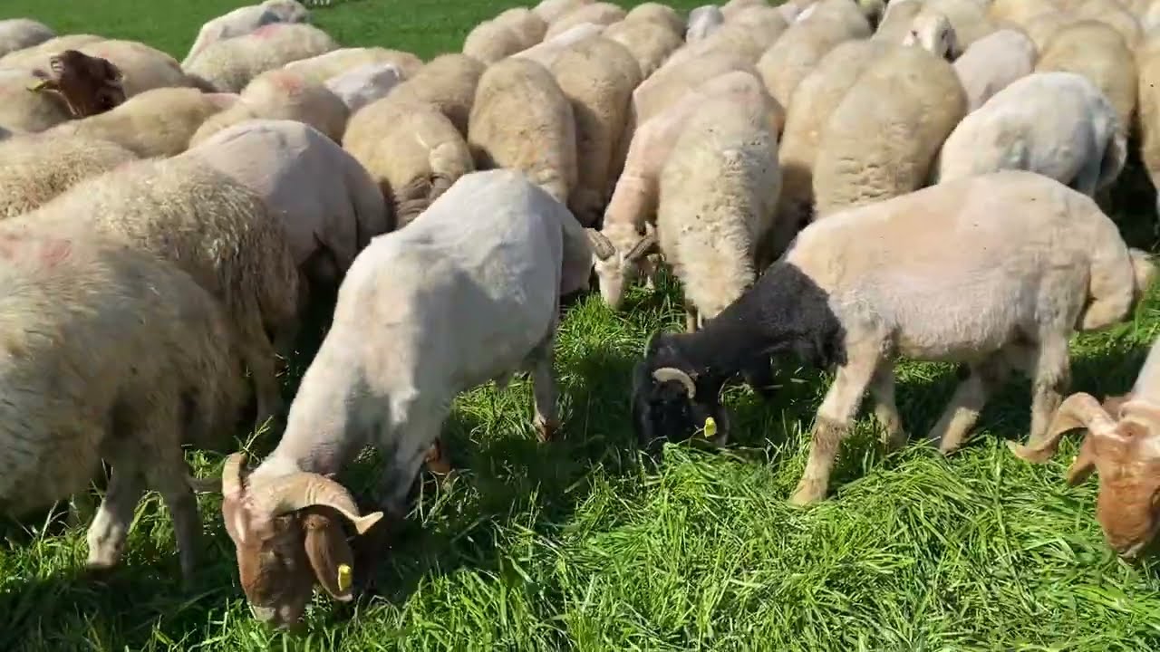 Kurbanlık Toklular Yayılırken 1 Mart 2026 