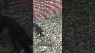 Patterdale Terrier Vs. Squirrel