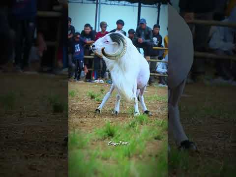 domba garut gagah #dombagarut #domba #sukadombaofficial