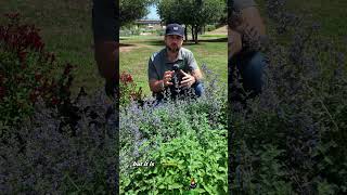 Why Catmint Is My Ride-Or-Die Perennial