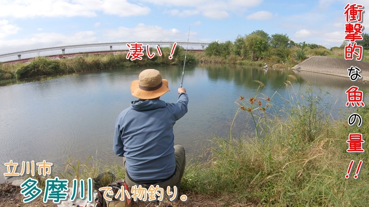 衝撃的な魚の量！ ビックリしました！ 立川の多摩川で小物釣り。